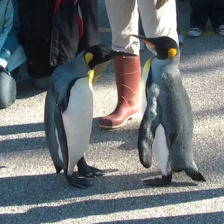 Happy Penguin Awareness Day!